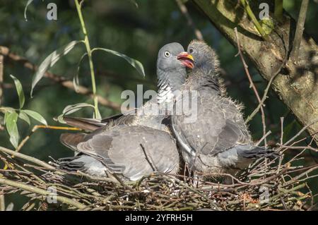 Die gewöhnliche Waldtaube (Columba palumbus) füttert ihre Küken in ihrem Nest. Elsass, Frankreich, Europa Stockfoto