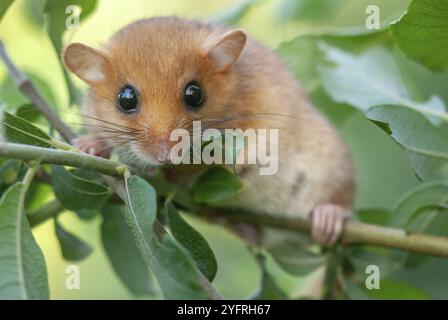 Weiblicher gemeiner Dormaus (Muscardinus avellanarius) auf einem Ast in buschiger Vegetation. bas rhin Elsass, Grand EST, Frankreich, Europa Stockfoto