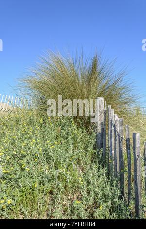 Schutz der Sanddünen in der Camargue, Espiguette Beach. Le Grau du ROI, Provence-Alpes-Cote d'Azur, Frankreich, Europa Stockfoto