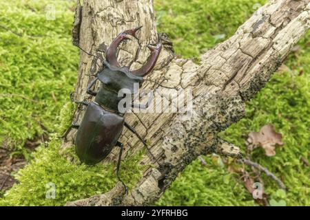 Hirschkäfer-Männchen (Lucanus cervus) auf dem Stamm eines toten Baumes im Frühling. BAS Rhin Elsass, Grand EST, Frankreich, Europa Stockfoto