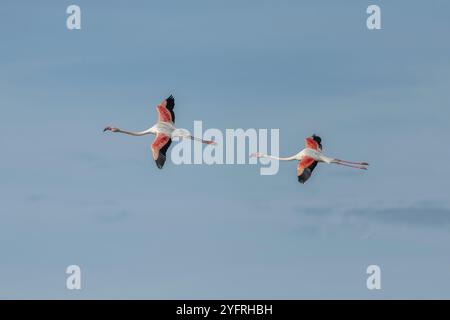 Großflamingos (Phoenicopterus roseus) im Frühling über eine Lagune. Saintes Maries de la Mer, Parc naturel regional de Camargue, Arles, Bouch Stockfoto