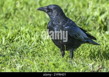 Aaskrähe sucht im Gras nach Nahrung. (Corvus Corone). Frankreich Stockfoto