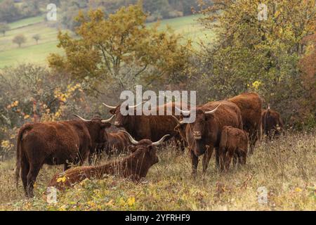 Salers Kuh säugt ihr Kalb auf einer Weide. Elsass, Frankreich, Europa Stockfoto