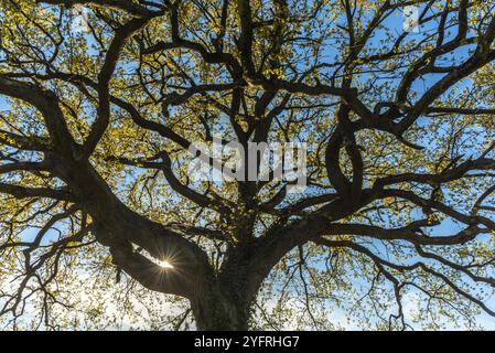 Sonnenstrahlen durchdringen das Laub einer großen Eiche auf einer Frühlingswiese. Frankreich Stockfoto