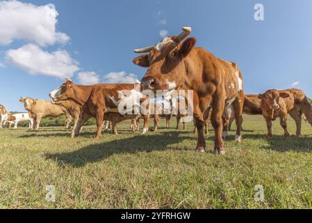 Herde von Montbeliarde-Kühen auf einer Weide. Doubs, Frankreich, Europa Stockfoto