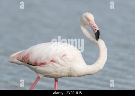 Großflamingos (Phoenicopterus roseus) in einem Sumpf im Frühling. Saintes Maries de la Mer, Parc naturel regional de Camargue, Arles, Bouches du Rhone, Stockfoto