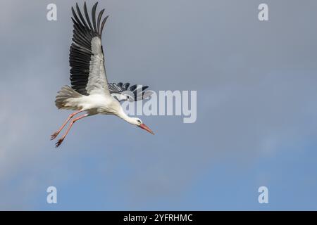 Weißstorch (ciconia ciconia) im Flug in einem Dorf im Spätwinter Stockfoto