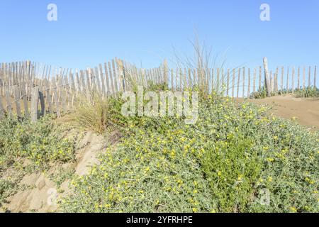 Schutz der Sanddünen in der Camargue, Espiguette Beach. Le Grau du ROI, Provence-Alpes-Cote d'Azur, Frankreich, Europa Stockfoto