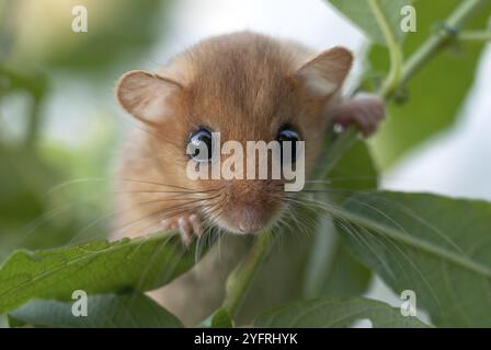 Weiblicher gemeiner Dormaus (Muscardinus avellanarius) auf einem Ast in buschiger Vegetation. Elsass, Frankreich, Europa Stockfoto