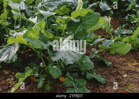 Nahaufnahme von frischem dickem Gras mit Wassertropfen am frühen Morgen. Nahaufnahme von üppigem, ungemähtem, grünem Gras mit Tau in sanftem Morgenlicht Stockfoto