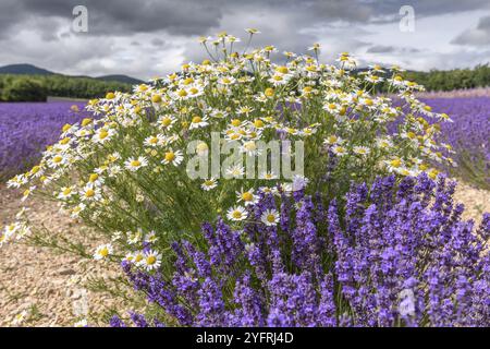 Lavendelfelder blühen in der Provence. Pays de Sault (Vaucluse) Stockfoto