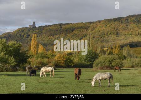 Pferde grasen in der Nähe des Berges auf der Weide im Herbst in der elsässischen Ebene in Frankreich Stockfoto