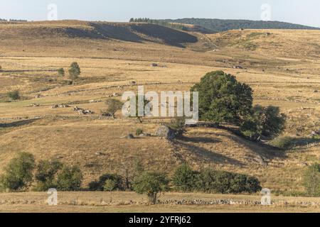 Landschaft in Aubrac im Sommer, inspirierend, unendlich, bezaubernd, magisch, friedlich, betörend. Cevennen Frankreich Stockfoto