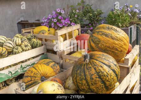Kisten gefüllt mit Kürbissen und verschiedenen Kürbissen auf einer Bio-Farm. BAS-Rhin, Collectivite europeenne d'Alsace, Grand Est, Frankreich, Europa Stockfoto