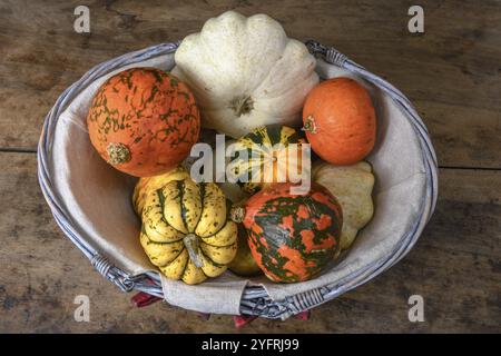 Kürbis, Patisson und Jack sind klein in einem dekorativen Korb auf einem Tisch Stockfoto