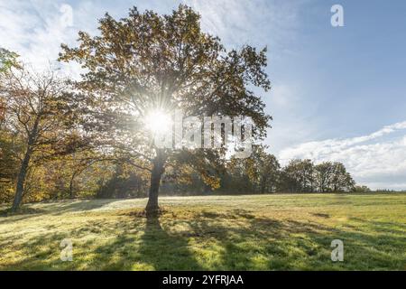 Große einsame Eiche auf einer Wiese auf dem Land im Herbst. Vogesen, Frankreich, Europa Stockfoto