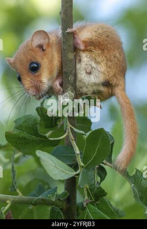 Weiblicher gemeiner Dormaus (Muscardinus avellanarius) auf einem Ast in buschiger Vegetation. Elsass, Frankreich, Europa Stockfoto