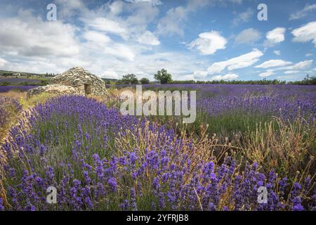 Borie auf einem Lavendelfeld in der Provence. Vaucluse, Carpentras, Ventoux Sud, Frankreich, Europa Stockfoto