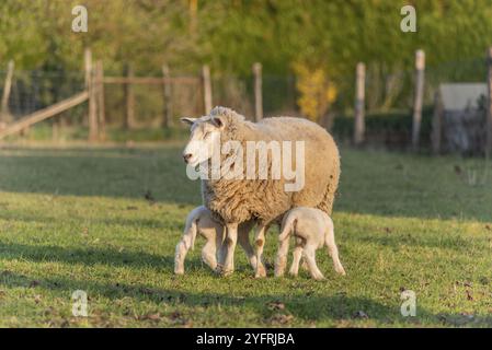 Lämmer und Schafe in einem Schafstall und eine Weide in einem Dorf im Winter. Elsass, Frankreich, Europa Stockfoto