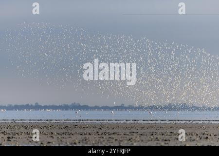 Küstenvögel, Dunlin (Calidris alpina), die im Frühjahr im Vacares-Teich nach Norden wandern. Saintes Maries de la Mer, Parc naturel regional de Camargue, Arles Stockfoto