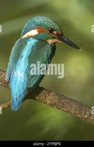 Eisvogel (Alcedo athis) thronte im Frühjahr auf einem Schilf über einem Teich. Elsass, Frankreich, Europa Stockfoto