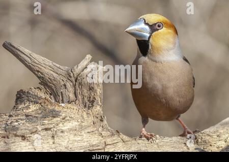Hawfinch (Coccothraustes coccothraustes) ruht im Winter auf einem Ast im Wald. Elsass, Frankreich, Europa Stockfoto