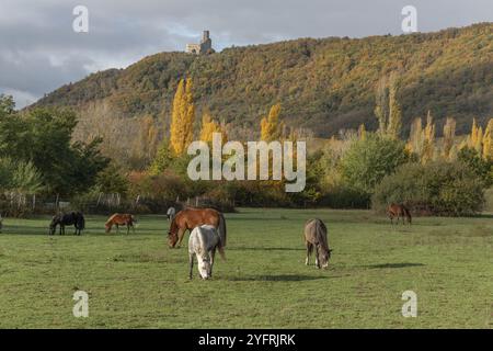 Pferde grasen im Herbst leise in einem Fahrerlager. Elsass, Frankreich, Europa Stockfoto