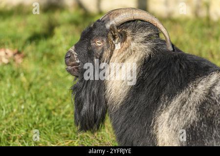 Eine Ziege ruht auf einer Farm in einem Dorf in Frankreich Stockfoto