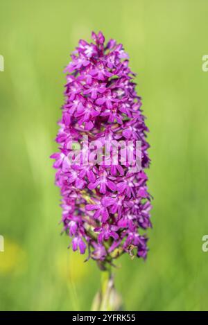 Pyramidenorchidee im Frühjahr auf einer Wiese Stockfoto