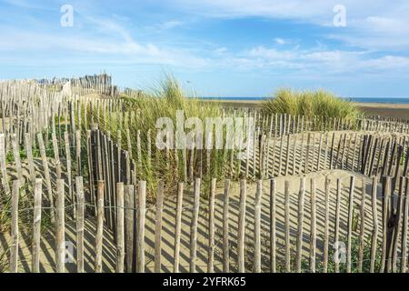 Schutz der Sanddünen in der Camargue, Espiguette Beach. Le Grau du ROI, Provence-Alpes-Cote d'Azur, Frankreich, Europa Stockfoto