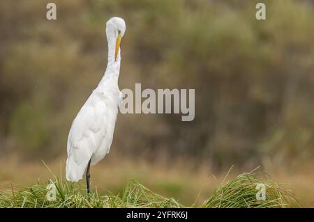 Reiher (Ardea alba) stinkt seine Federn im Sumpf. Elsass, Frankreich, Europa Stockfoto