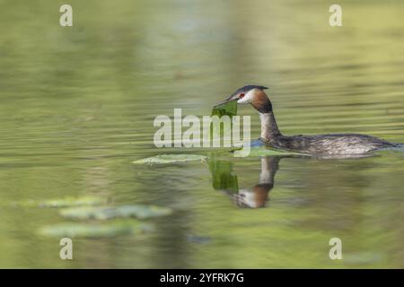 Großkäppchen (Podiceps cristatus) auf seinem Nest mit zwei Eiern. BAS-Rhin, Collectivite europeenne d'Alsace, Grand Est, Frankreich, Europa Stockfoto