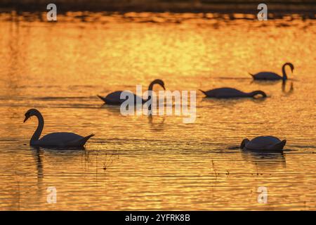 Stumme Silhouette des Schwans (Cygnus olor) im Wasser bei Sonnenuntergang. Bas-Rhin, Elsass, Grand Est, Frankreich, Europa Stockfoto