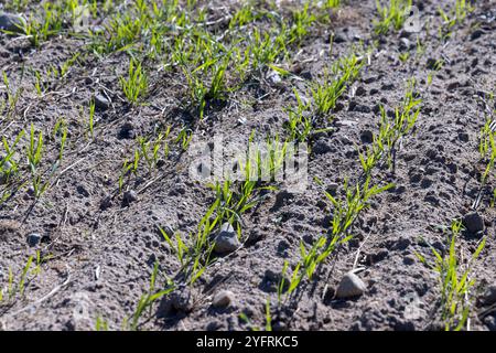 Weizen im Frühjahr, eine große Ernte von grünem Weizen Stockfoto