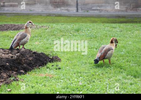 Ein Paar ägyptischer Gänse auf der Suche an einem Grasrand in Straßburg, Frankreich Stockfoto