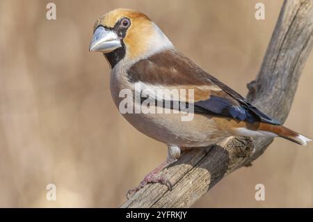 Hawfinch (Coccothraustes coccothraustes) thronte im Winter auf einem Ast im Wald. Bas-Rhin, Elsass, Grand Est, Frankreich, Europa Stockfoto