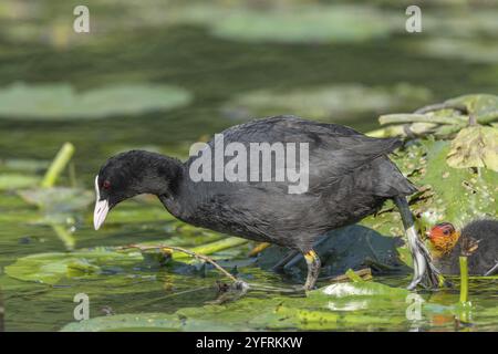 Eurasischer Coot (Fulica atra) kommt, um seine Küken zu füttern. Bas Rhin, Elsass, Frankreich, Europa Stockfoto