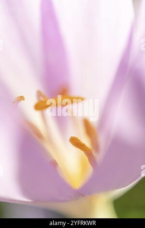 Die Staubblätter einer Herbstblume (Colchicum autumnale). Elsass, Grand EST, Frankreich, Europa Stockfoto