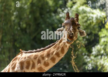 Kordofan-Giraffe in Gefangenschaft im Zoo von Sables in Sables d'Olonne in Frankreich Stockfoto
