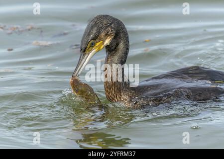 Ein großer Aal kämpft um der Flucht vor einem großen Kormoran (Phalacrocorax carbo) Stockfoto