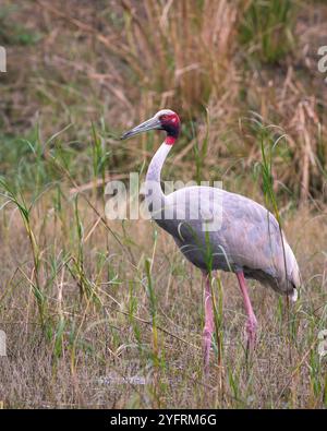 Sarus Crane oder Grus antigone im Keoladeo-Nationalpark bharatpur Vogelschutzgebiet rajasthan india asia. Höchster fliegende Vogelporträt Keoladeo bharatpur Stockfoto