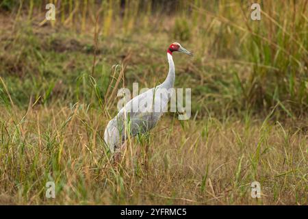 Sarus Crane oder Grus antigone im Keoladeo-Nationalpark bharatpur Vogelschutzgebiet rajasthan india asia. Höchster fliegender Vogel aus der Nähe Keoladeo bharatpur Stockfoto