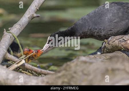 Eurasischer Coot (Fulica atra) kommt, um seine Küken zu füttern. Bas Rhin, Elsass, Frankreich, Europa Stockfoto