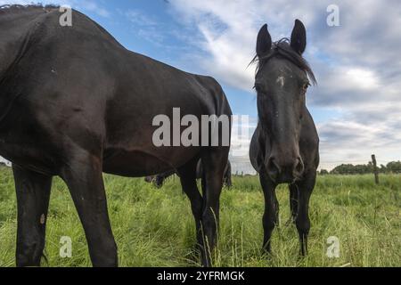 Schwarze Pferde auf einer Weide in der französischen Landschaft im Frühling Stockfoto