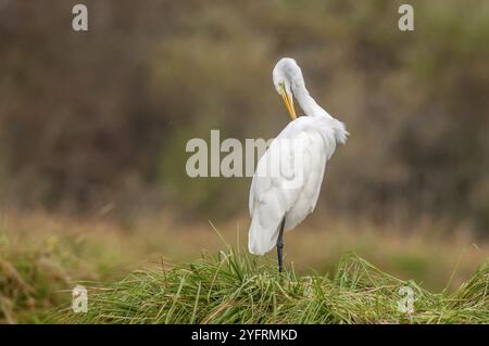Reiher (Ardea alba) stinkt seine Federn im Sumpf. Elsass, Frankreich, Europa Stockfoto