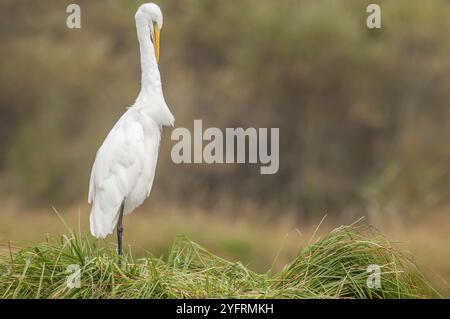 Reiher (Ardea alba) stinkt seine Federn im Sumpf. Elsass, Frankreich, Europa Stockfoto