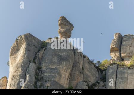 Gänsegeier im Flug über dem Felsvorsprung der Jonte Gorges. Lozere, Frankreich, Europa Stockfoto