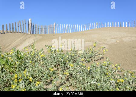 Schutz der Sanddünen in der Camargue, Espiguette Beach. Le Grau du ROI, Provence-Alpes-Cote d'Azur, Frankreich, Europa Stockfoto