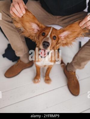 Ein Hund mit großen Ohren lächelt in die Kamera. Ein großes Porträt eines Ingwerhundes, riesige Ohren eines Haustieres, das von einem Mann gehalten wird. Lustiges Foto von einem Tier. Stockfoto