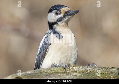 Spechte (Dendrocopos Major) auf einem Baumzweig im Winter im Wald. Elsass, Frankreich, Europa Stockfoto